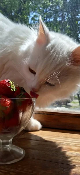 Eine Schöne Weiße Kätzchen Frisst Eine Rote Saftige Erdbeere Fenster — Stockfoto