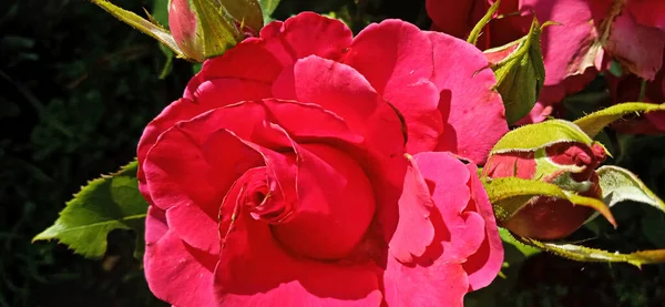 Красива Рожева Троянда Літньому Саду — стокове фото