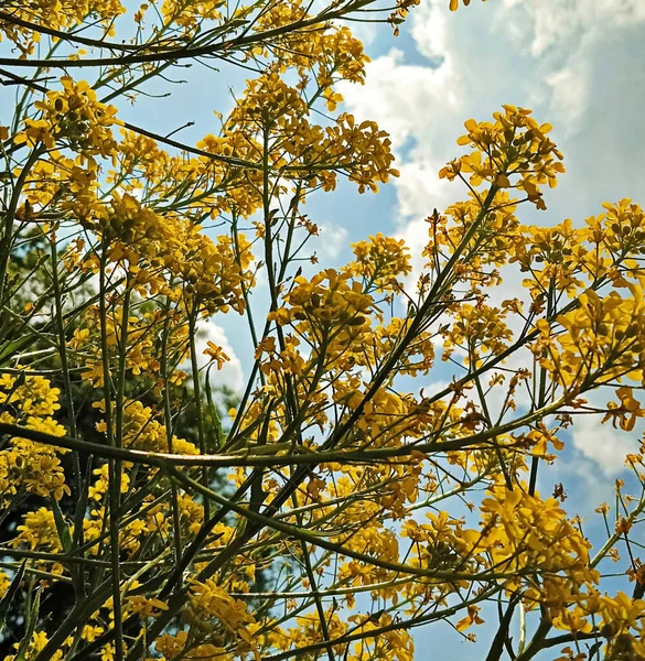 Flori Galbene Frumoase Fundalul Cerului Albastru Într Luminoasă Vară — Fotografie, imagine de stoc