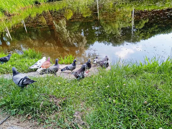 Bir yaz parkında göldeki güvercin sürüsü.