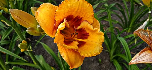 Bahçe güzel sarı iris