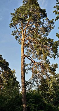 Ormanda mavi gökyüzüne karşı büyük bir çam ağacı.