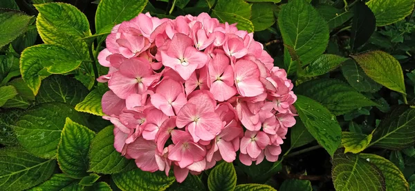 Güzel pembe ortanca çiçeği bahçeye yakın planda