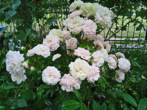 Bir Yaz Bahçesinde Beyaz Narin Güllerden Bir Çalı — Stok fotoğraf