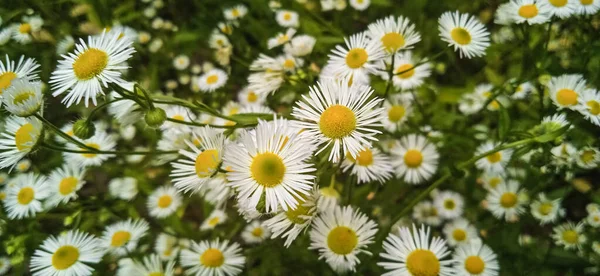 Blanc Délicat Belles Fleurs Erigeron Dans Forêt Jour Été — Photo