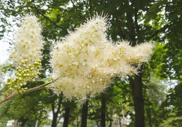 Ветвь Белых Пушистых Ароматных Цветов Sorbaria Крупным Планом Фоне Зеленых — стоковое фото