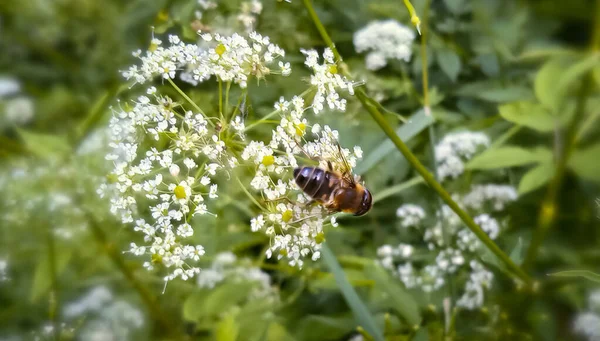 Пчела Собирает Пыльцу Белый Цветок — стоковое фото