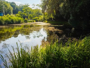 Güneşli bir yaz gününde canlı yeşil bitki örtüsünün çerçevelediği gökyüzünü yansıtan güzel bir göl manzarası