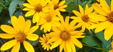 Güzel sarı ekinezya çiçekleri yaz bahçesinde