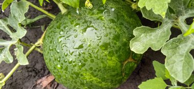 Yağmurdan sonra bahçede büyük bir karpuz.