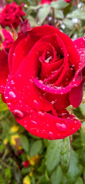 Красива Ніжна Червона Троянда Після Дощу Саду Крупним Планом — стокове фото