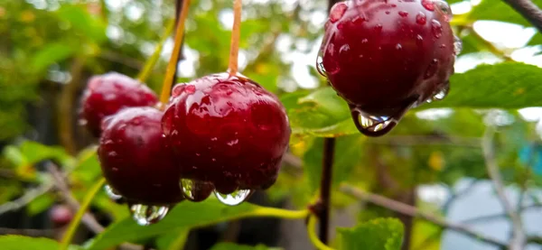 Red Berries Branch Tree Close Rain Drops Rain Drops Rain — Stock Photo, Image