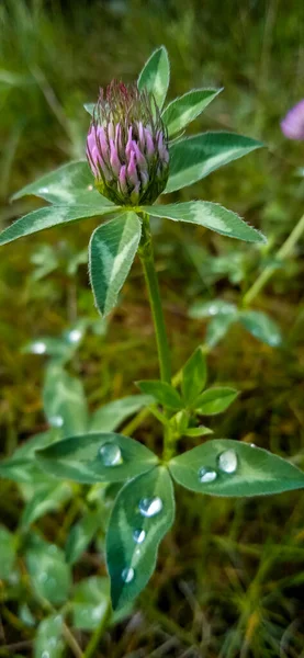 Schöner Rosa Klee Nach Regen Botanischer Schuss — Stockfoto