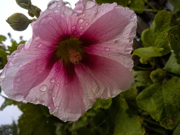 庭の雨の後の繊細なピンクのモールの花のクローズアップ — ストック写真