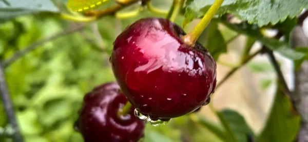 Yağmurdan sonra su damlalarında kırmızı kiraz