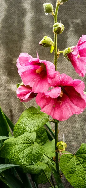 Gri arkaplandaki yağmurdan sonra pembe mallow