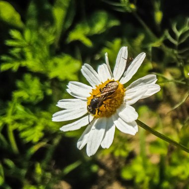 Bir arı beyaz papatya çiçeğinin nektarını toplar.