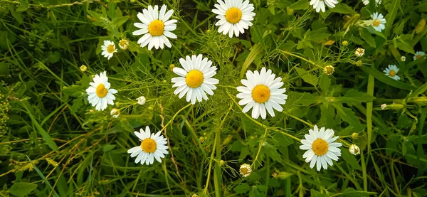 Kwiaty Rumianku Polu Trawy Ogrodzie — Zdjęcie stockowe