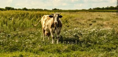 Köydeki bir çayırda inek.