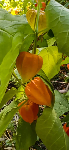 Physalis Naranja Brillante Sobre Fondo Hojas Verdes —  Fotos de Stock