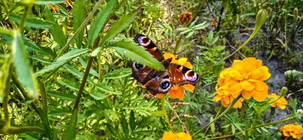 Метелик Квітці Саду — стокове фото