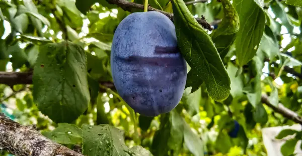 Ameixa Azul Árvore Jardim — Fotografia de Stock