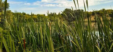 Resimli bir nehrin kıyısında sazlar