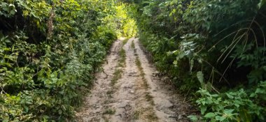 Güzel yaz gölgeli orman yolu