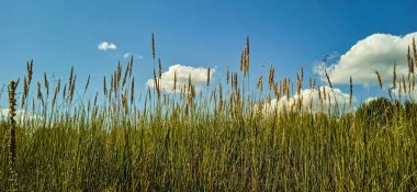 Mavi gökyüzüne karşı uzun çayır çimenleri