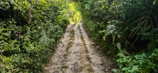 Güzel yaz gölgeli orman yolu