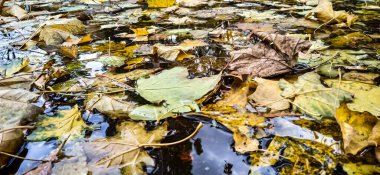 Yağmur sonrası bir su birikintisine sonbahar yaprakları