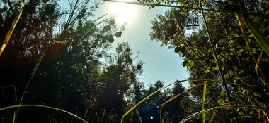 Ormanın üzerinde yaz güneşi