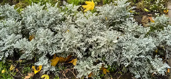 Cineraria 