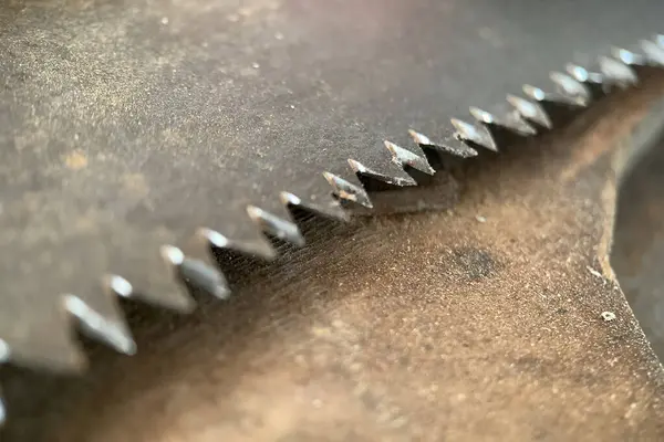 Bir testerenin gözünün yakın görüntüsü. 