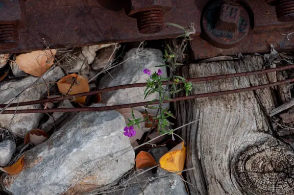 Eski demiryolu. Sonbahar. Tırabzanlar, pusucular, renkli taşlar. Düşmüş kuru sarı yapraklar. Ağaçlar. Rayları tamir etmek için demiryolu kaleleri.