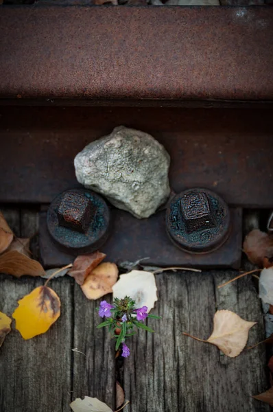 Eski demiryolu. Sonbahar. Tırabzanlar, pusucular, renkli taşlar. Düşmüş kuru sarı yapraklar. Ağaçlar. Rayları tamir etmek için demiryolu kaleleri.