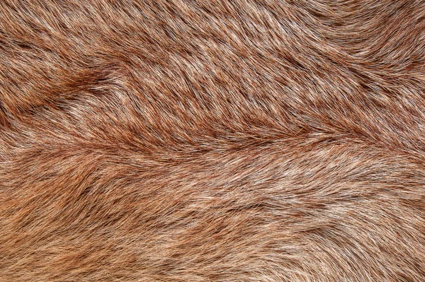 Textura Piel Animal Abrigo Largo Corto Lana Coloreada Monocromática Lana — Foto de Stock