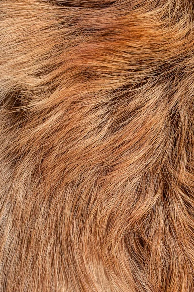 Υφή Γούνα Ζώου Παλτό Είναι Μακρύ Και Κοντό Χρωματιστό Και — Φωτογραφία Αρχείου