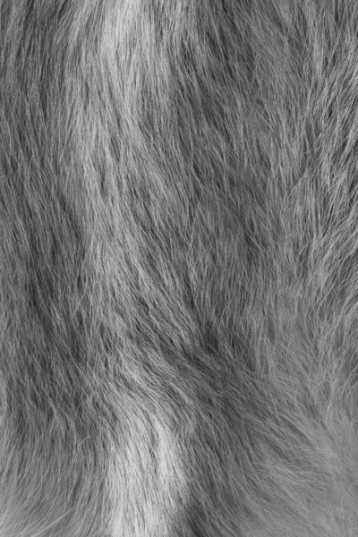 Υφή Γούνα Ζώου Παλτό Είναι Μακρύ Και Κοντό Χρωματιστό Και — Φωτογραφία Αρχείου