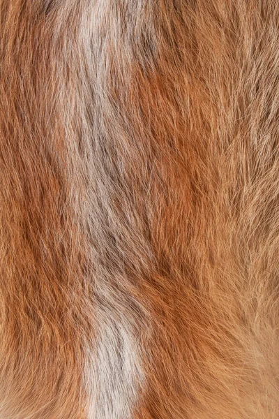 Textura Peles Animais Casaco Longo Curto Colorida Monocromática Raposa Peles — Fotografia de Stock