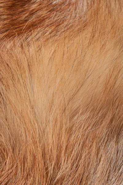 テクスチャ 動物性の毛皮 コートは長く短くなっている 色とモノクロームのウール フォックスウール ハリネズミの毛皮 — ストック写真