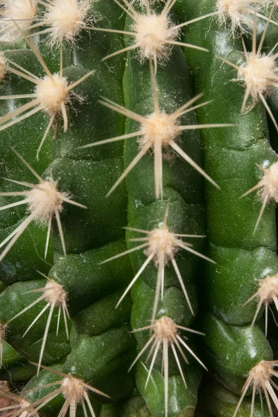 Textura Vegetal Para Diseño Cactus Verde Cactus Con Agujas Largas — Foto de Stock