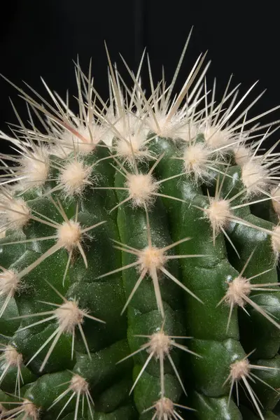 Pflanzliche Textur Für Design Grüner Kaktus Kaktus Mit Langen Und — Stockfoto