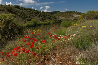 Bahar. Kırmızı gelincikler. Bahar çiçekleri. Kayadaki manastır. Yeşil çimenler. Çalılar. Taşlar. Sarı çiçekler. Mavi gökyüzü. Beyaz bulutlar. Nehir.