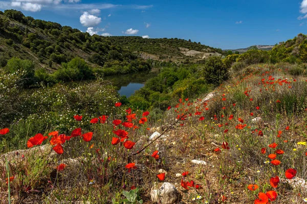 Bahar. Kırmızı gelincikler. Bahar çiçekleri. Kayadaki manastır. Yeşil çimenler. Çalılar. Taşlar. Sarı çiçekler. Mavi gökyüzü. Beyaz bulutlar. Nehir.