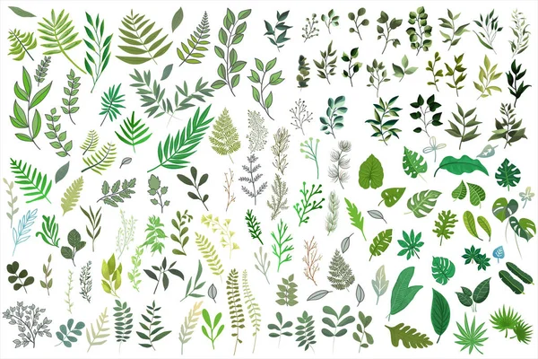 绿色植物能收集到巨大的扁平向量 森林草本植物 分枝和热带绿叶 图库矢量图片