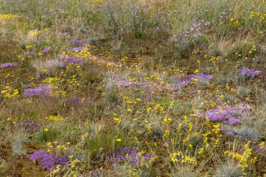 Tarladaki güzel kır çiçekleri