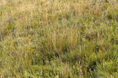 Yaz aylarında kır çiçekleri alan