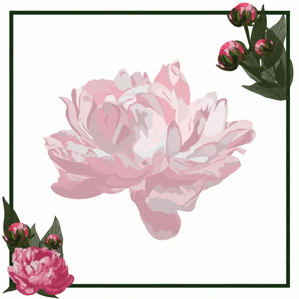 牡丹の花と葉のフレーム — ストックベクタ