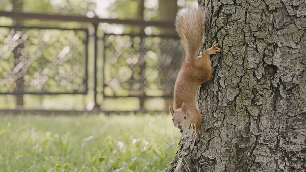 Funny fluffy squirrel running down the tree and looking at camera, curious animal